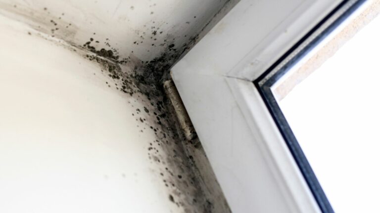 Comment éliminer l’humidité et les moisissures de vos fenêtres efficacement ?