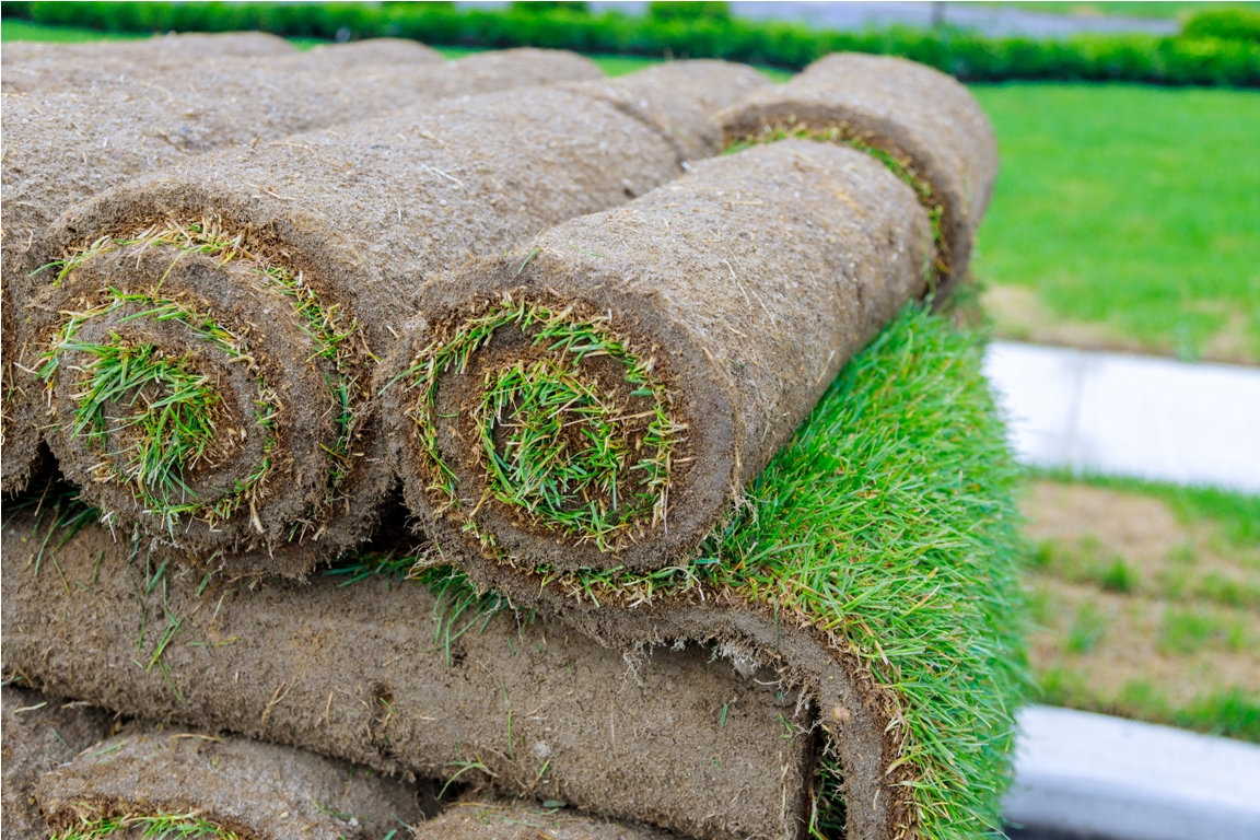 new lawn gardening rolls of fresh grass turf ready to be used