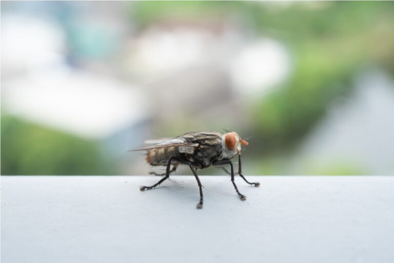 Comment lutter efficacement contre les mouches et moucherons dans votre maison