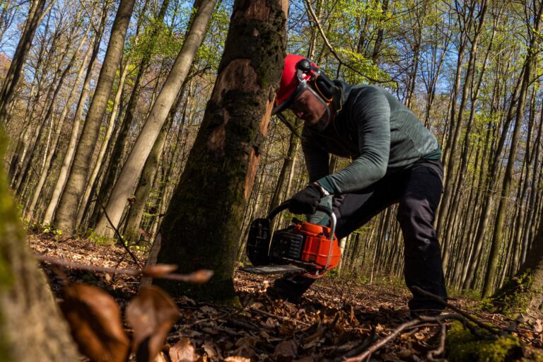 coupe bois de foret