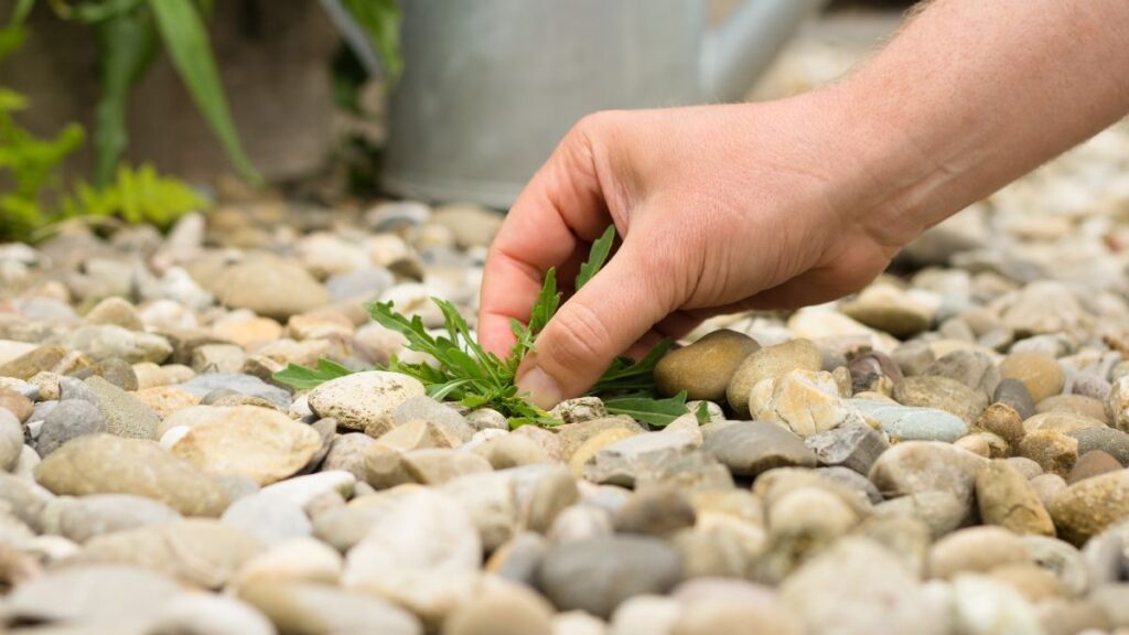 Graviers envahis ? Découvrez l’astuce cachée qui élimine les mauvaises herbes définitivement